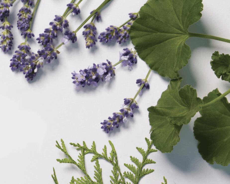 image PROMO VITALITÉ